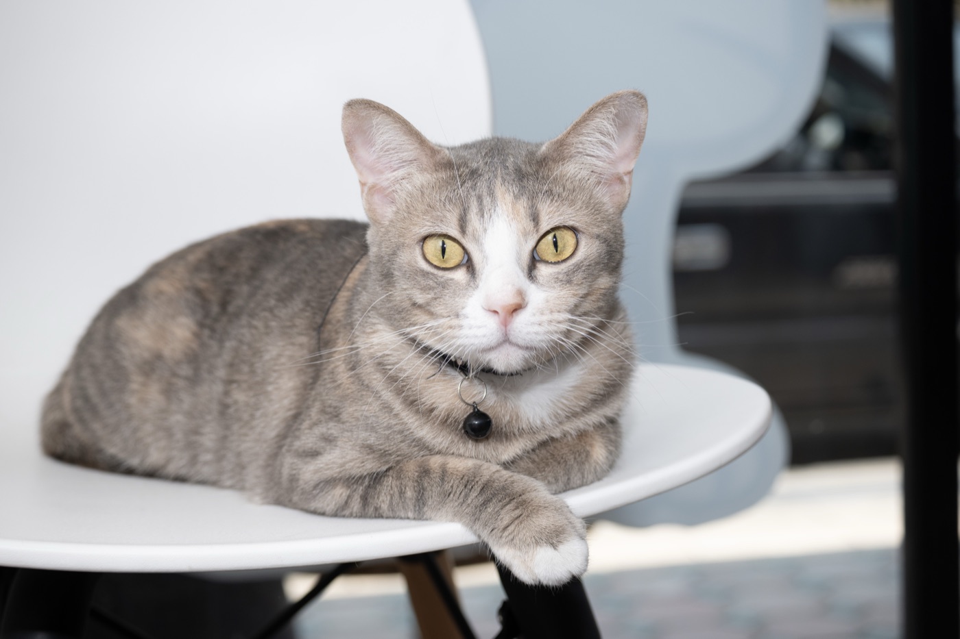 Grey Tabby