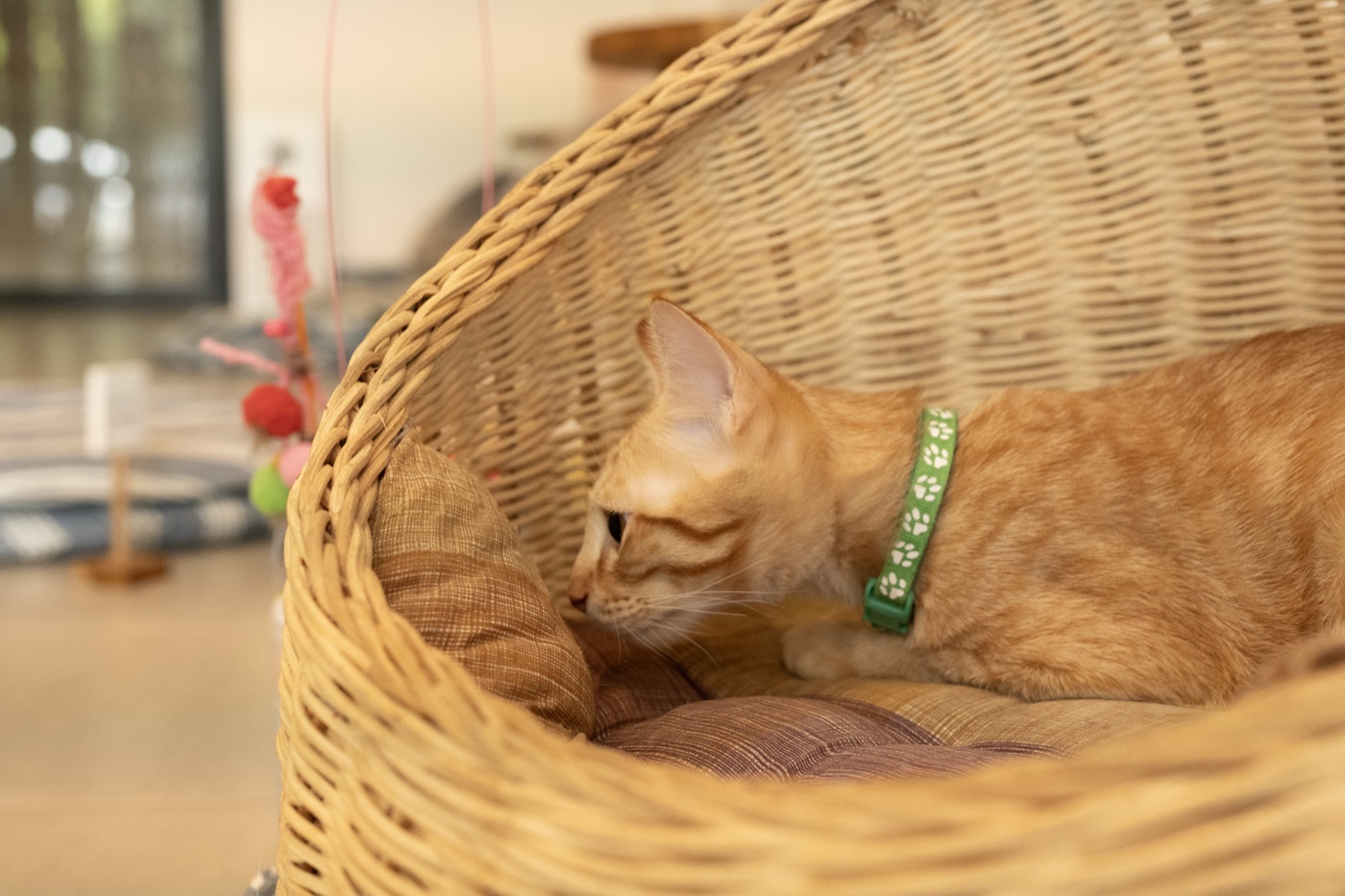 Basket Napper