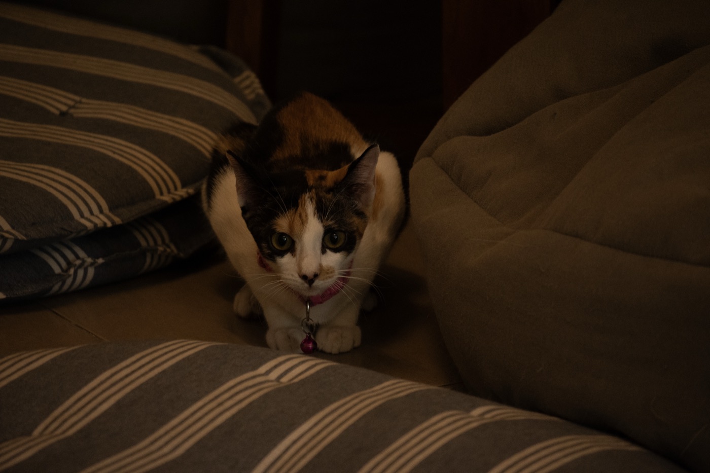 Little Calico