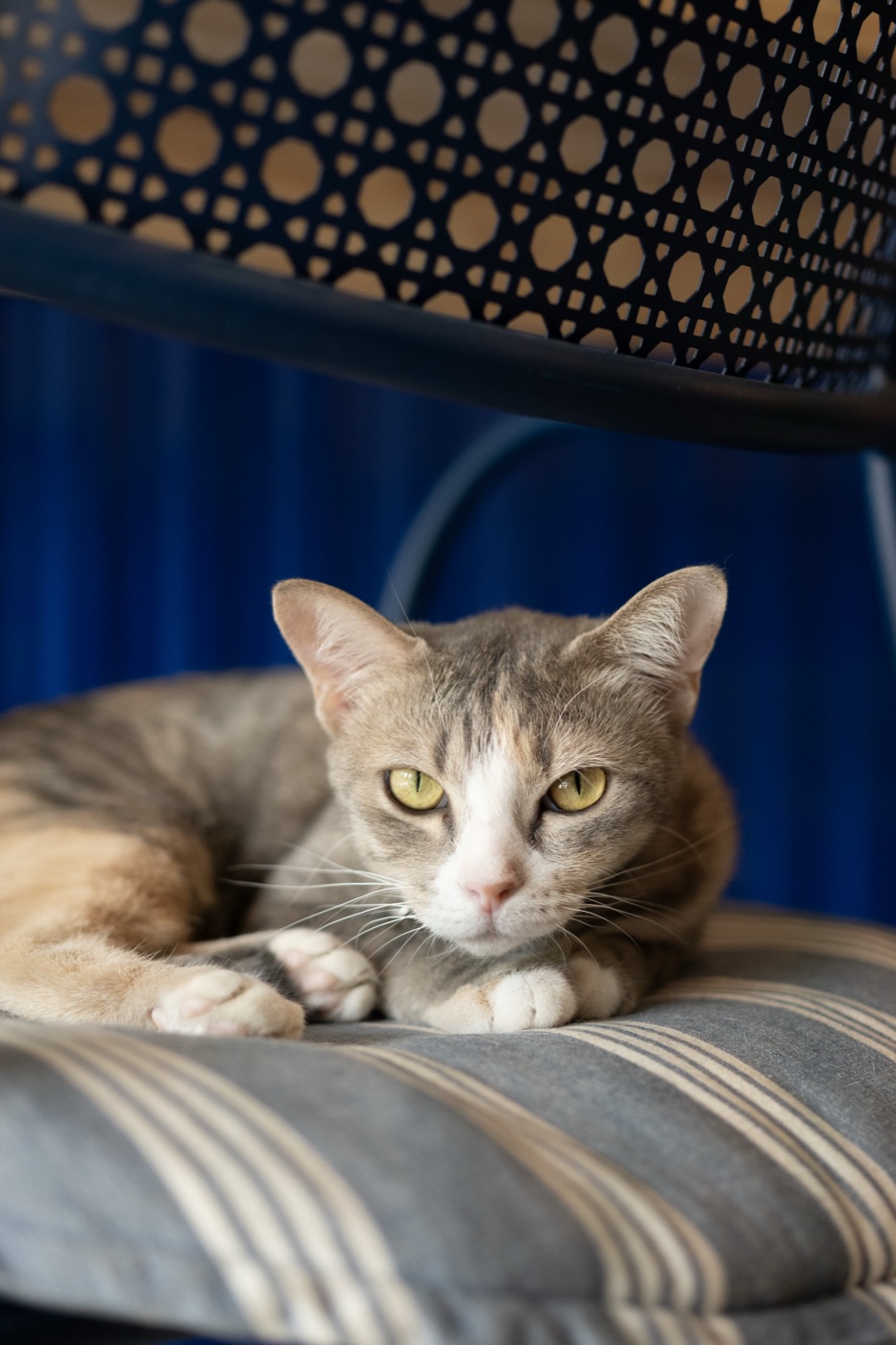 Bright-Eyed Tabby