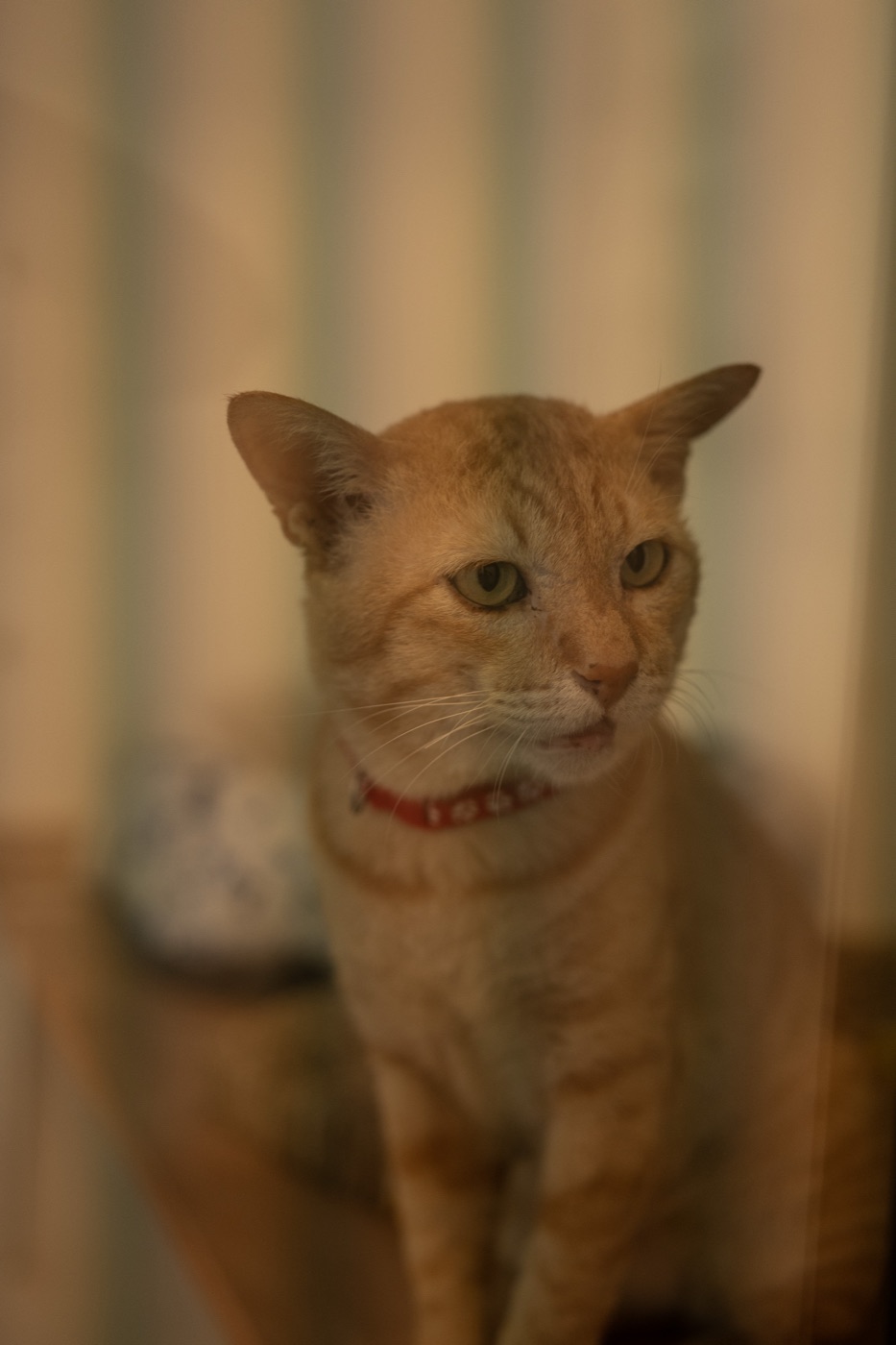 Soft Ginger
