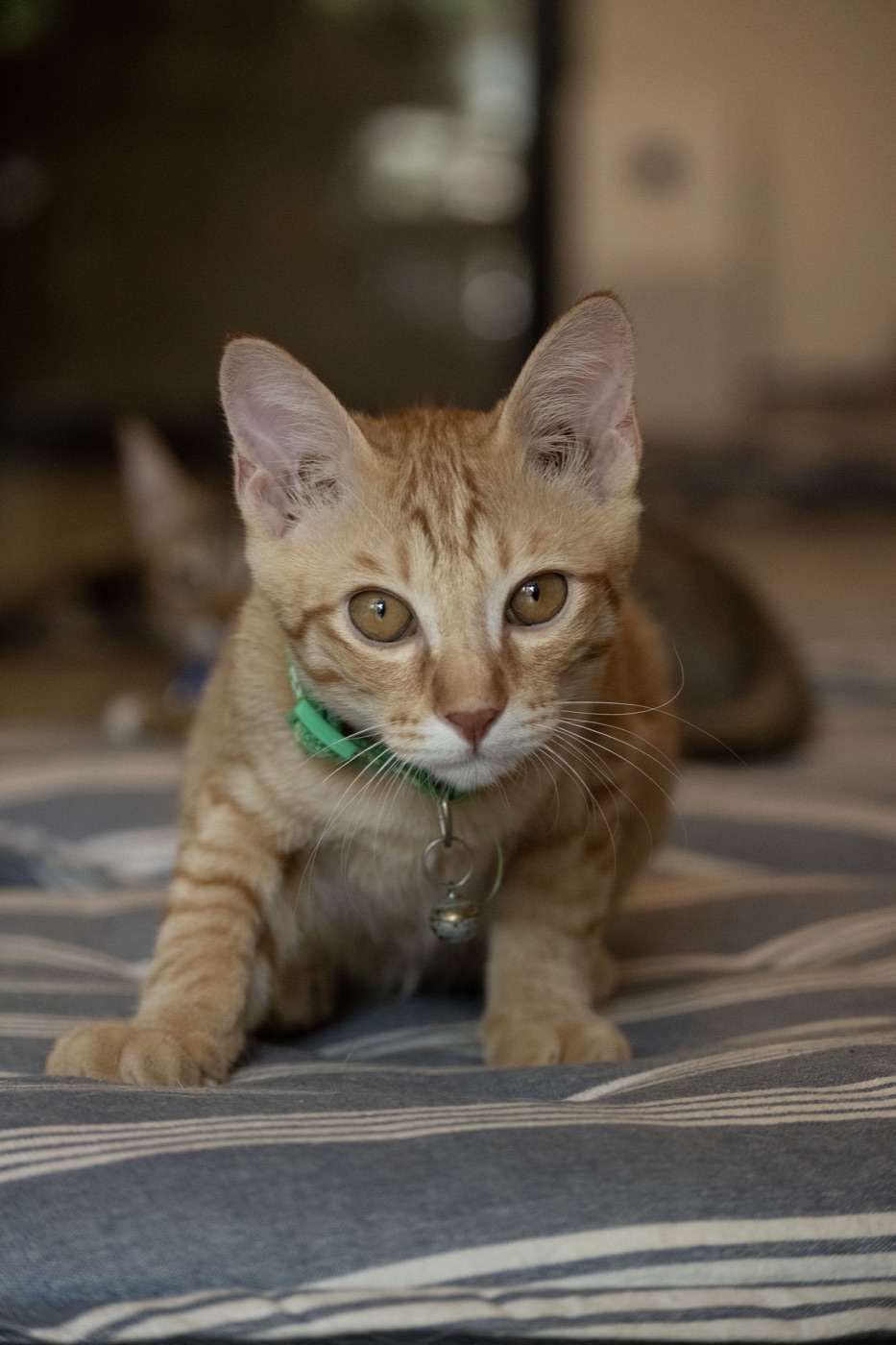 Ginger Tabby