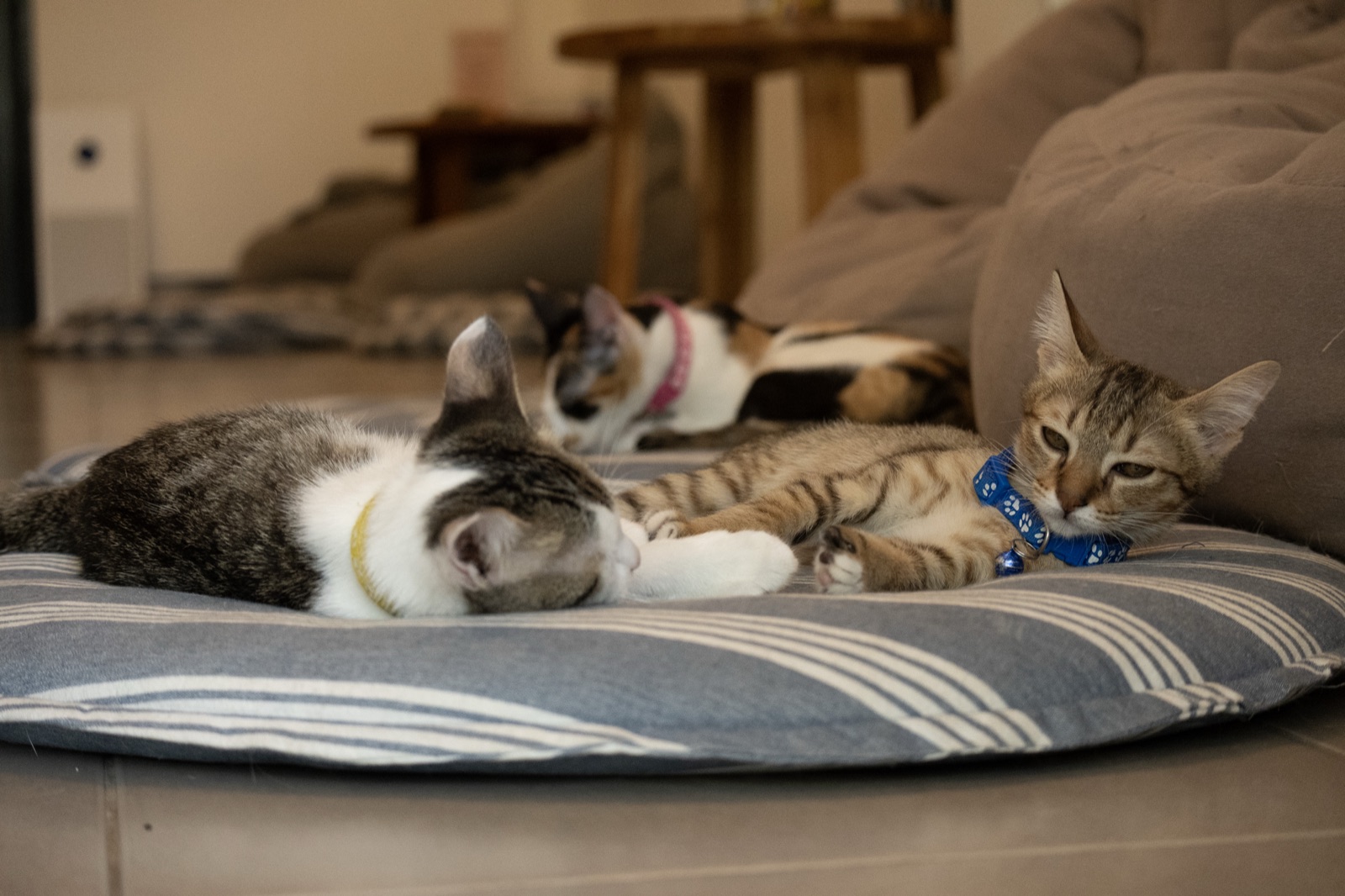 Rescued cat resting