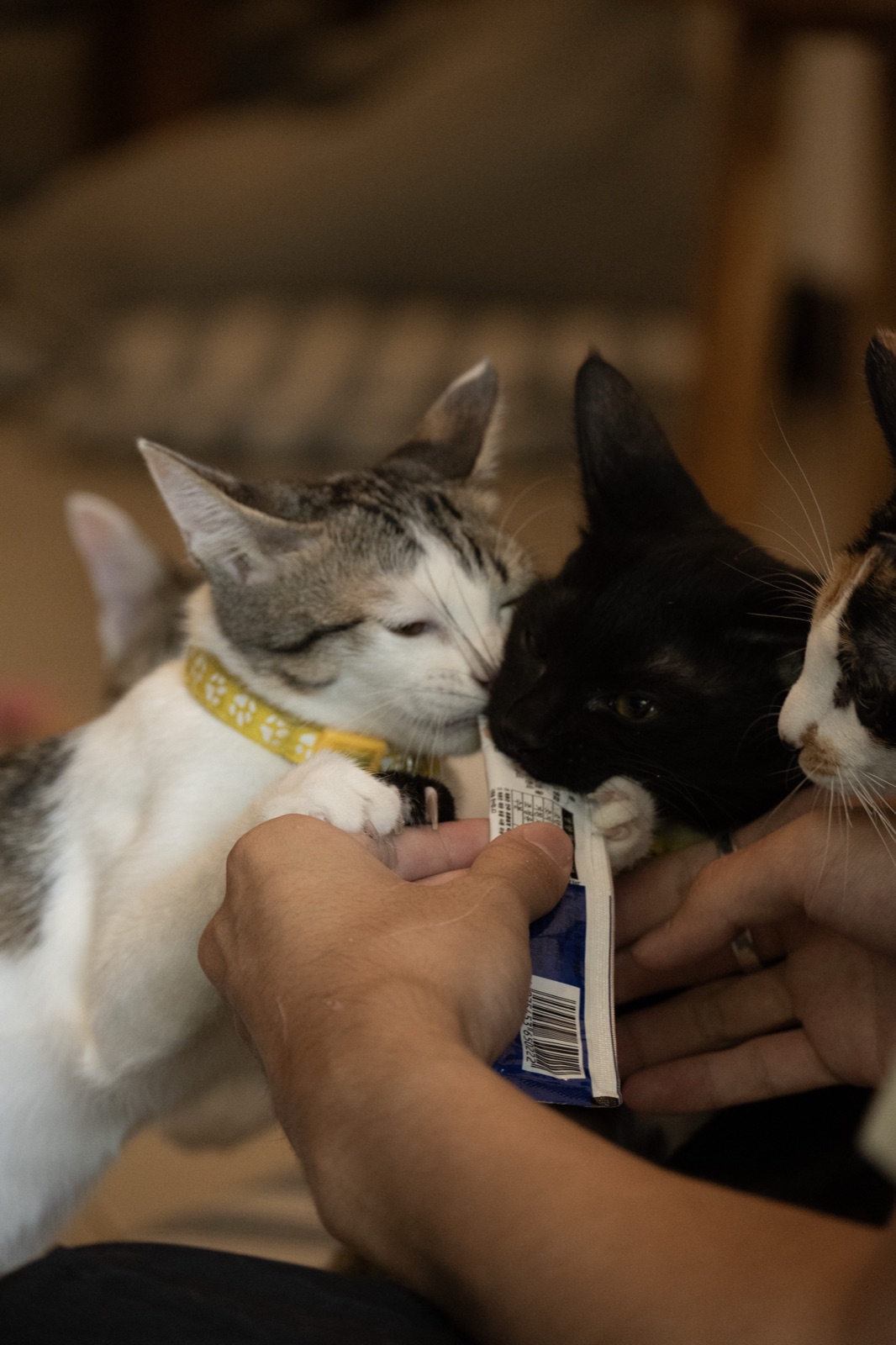 Cat interaction