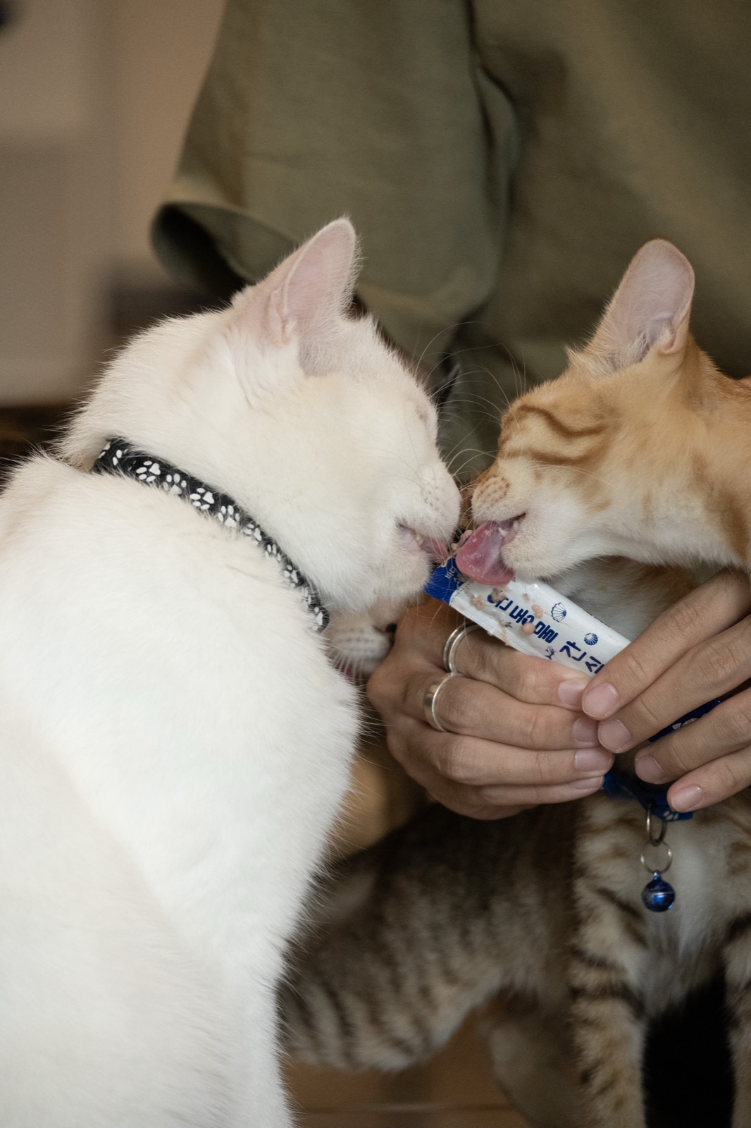 Person interacting with cat