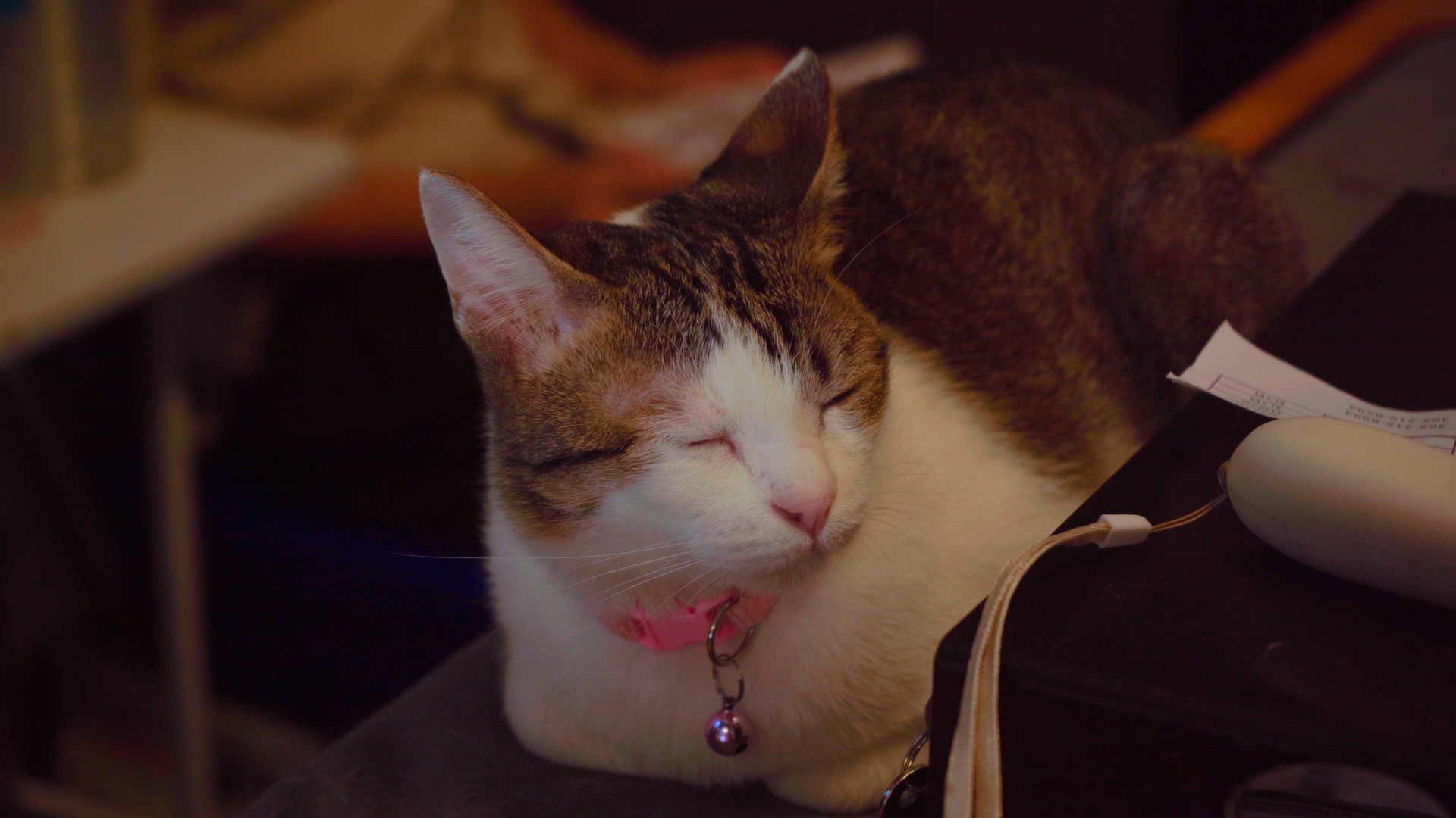 Rescued cat sleeping