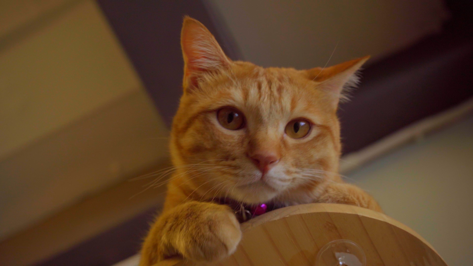 Cat looking calm