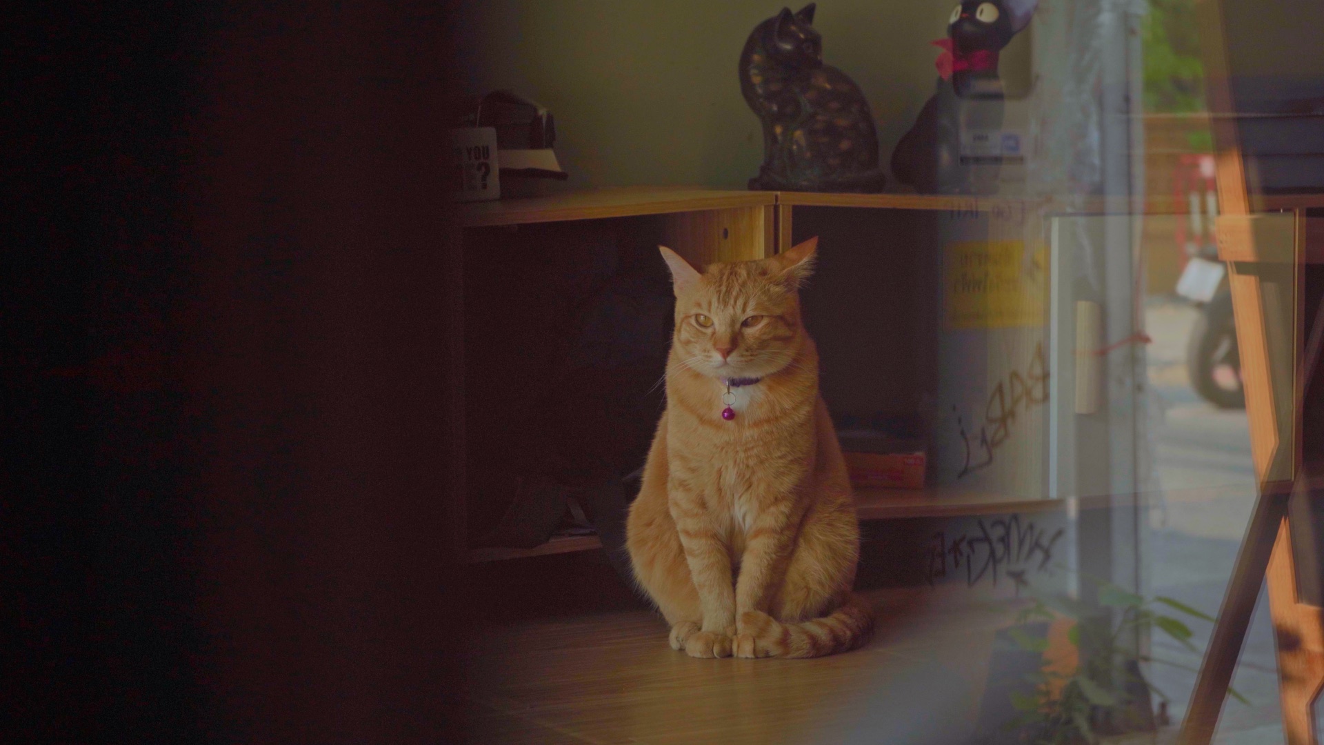 Sleeping cat